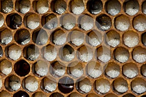 Bee honeycombs are developing larvae of insects. Larvae of bees