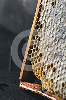 Bee honeycombs, honey in bee honeycombs