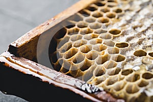 Bee honeycombs, honey in bee honeycombs