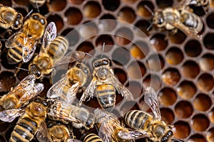 Bee honeycombs with honey and bees