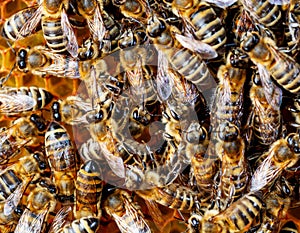 Bee on honeycombs with honey slices nectar into cells. Macro image of a bee on a frame from a hive. Bees on honeycomb