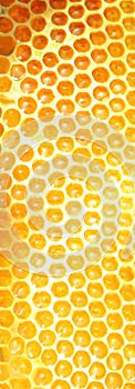 Bee honeycombs. Honeycomb texture. Close up view of the honey cells