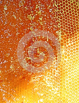 Bee honeycombs. Honeycomb texture. Close up view of the honey cells.