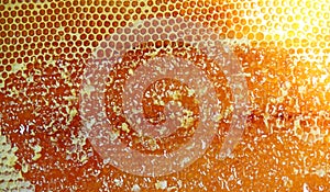 Bee honeycombs. Honeycomb texture. Close up view of honey cells. Natural texture