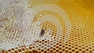 Bee on honeycombs