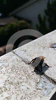 Bee honny holland sun