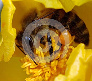 Bee on horned poppy