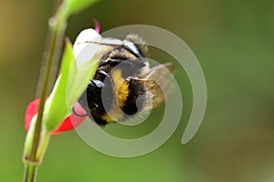 Bee on a hot lips salvia flower