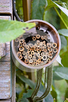 bee hotel from bamboe sticks in a vegetable garden in Nijmegen the Netherlands