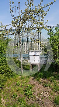 Bee white house on the roof in spring time