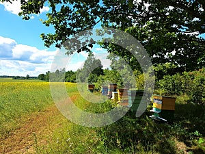 Bee houses in green field