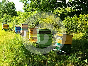 Bee houses in green field