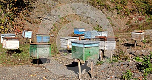 Bee houses
