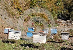 Bee houses