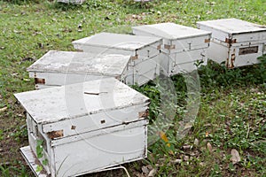 Bee houses
