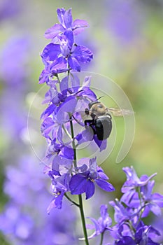 Bee Hovering Around a Purple Delphinium Flower