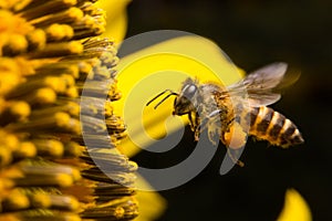 A Bee hovering while collecting pollen from sunflower blossom. Hairs on Bee are covered in yellow pollen as are it's legs. Close