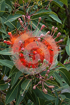 Bee hovering near flowers and buds of a corymbia ficifolia \'Baby Orange\' tree