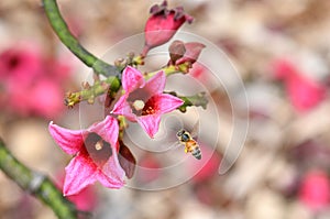 Bee hovering over large pink Australian native Kurrajong Brachychiton flowers, family Malvaceae photo