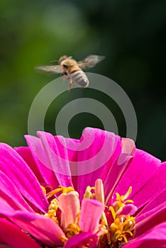 Bee hovering over pink flower