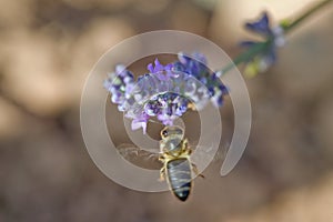 Bee Hovering By Purple Flower