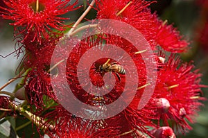 Bee hovering in red flowers of an Australian native flowering gum tree