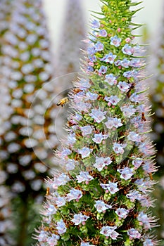 A bee hovers on a beautiful Pride of Madeira shrub gathering nectar to bring back to the hive in Long Beach, California.