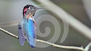 Bee hummingbird male, the smallest bird in the world