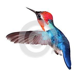 Bee Hummingbird - Mellisuga helenae.