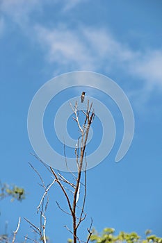 A Bee Hummingbird, smallest bird in the world 5-6 cm long, stands on a tree in Humboldt National Park, in Baracoa, Cuba