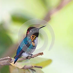 Bee Hummingbird photo