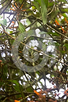 Bee hummingbird is a species of hummingbird which is the world`s smallest bird - Peninsula de Zapata