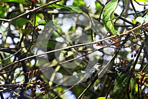 Bee hummingbird, zunzuncito or Helena hummingbird