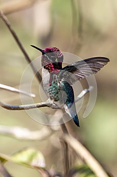 Bee hummingbird, zunzuncito or Helena hummingbird is a species of hummingbird