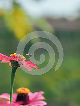 Bee hunting for nectars in the morning