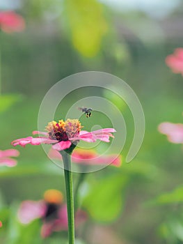 Bee hunting for nectars in the morning photo