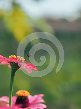 Bee hunting for nectars in the morning photo