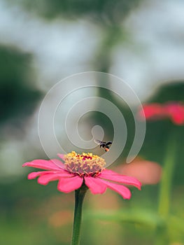 Bees hunting for nectars in the morning photo