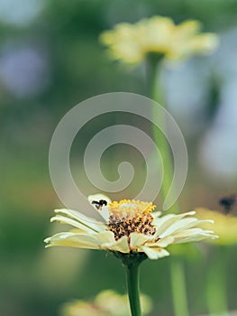 Bees hunting for nectars in the morning photo