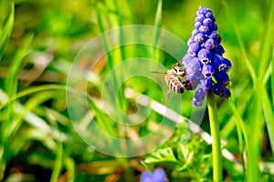 Bee on the hyacinth. Spring blossom background photo.