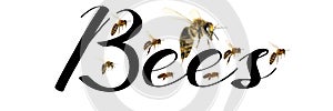 BEE ILLUSTRATION