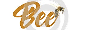 BEE ILLUSTRATION