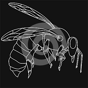 Bee illustration vector Design.  For Creative Industry, Multimedia, entertainment, Educations, Shop, and any related business