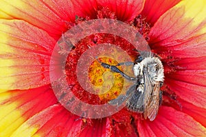 Bee on Indian Blanket Flower