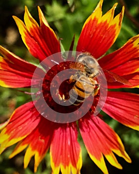 Bee on Indian blanket
