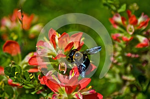 Bee On Indian Paintbrush