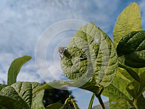 Bee insect on soybean leaf