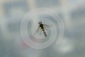 Bee insect on a window