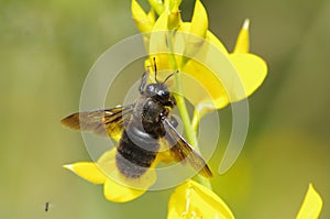 Bee insect on a yellow flower