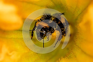Bee inside of blooming flower
